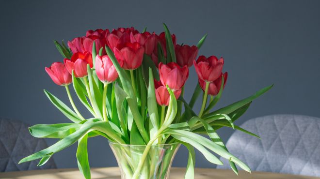 魔法のチューリップ