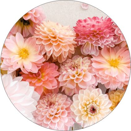 ダリアの商品イメージ写真