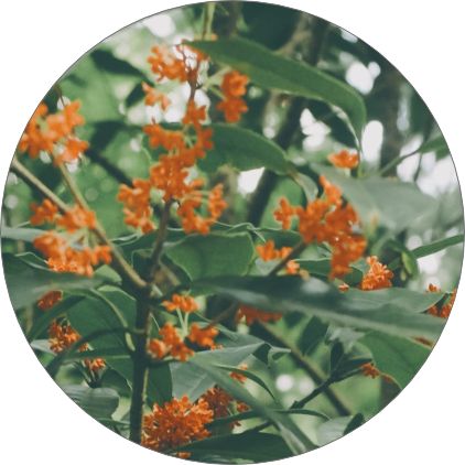 金木犀の商品イメージ写真