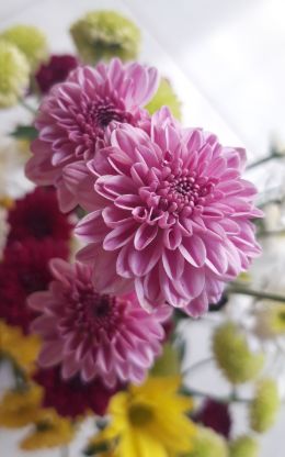 季節のお花の商品ページへ